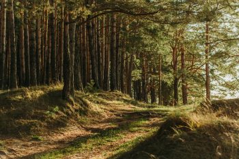 Wandelingen