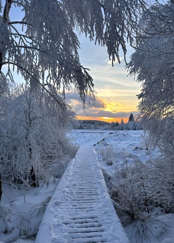 Balade en fagnes